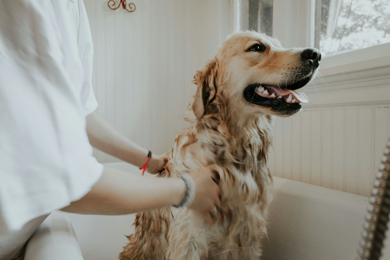 Hond bij Hondentrimsalon Scott