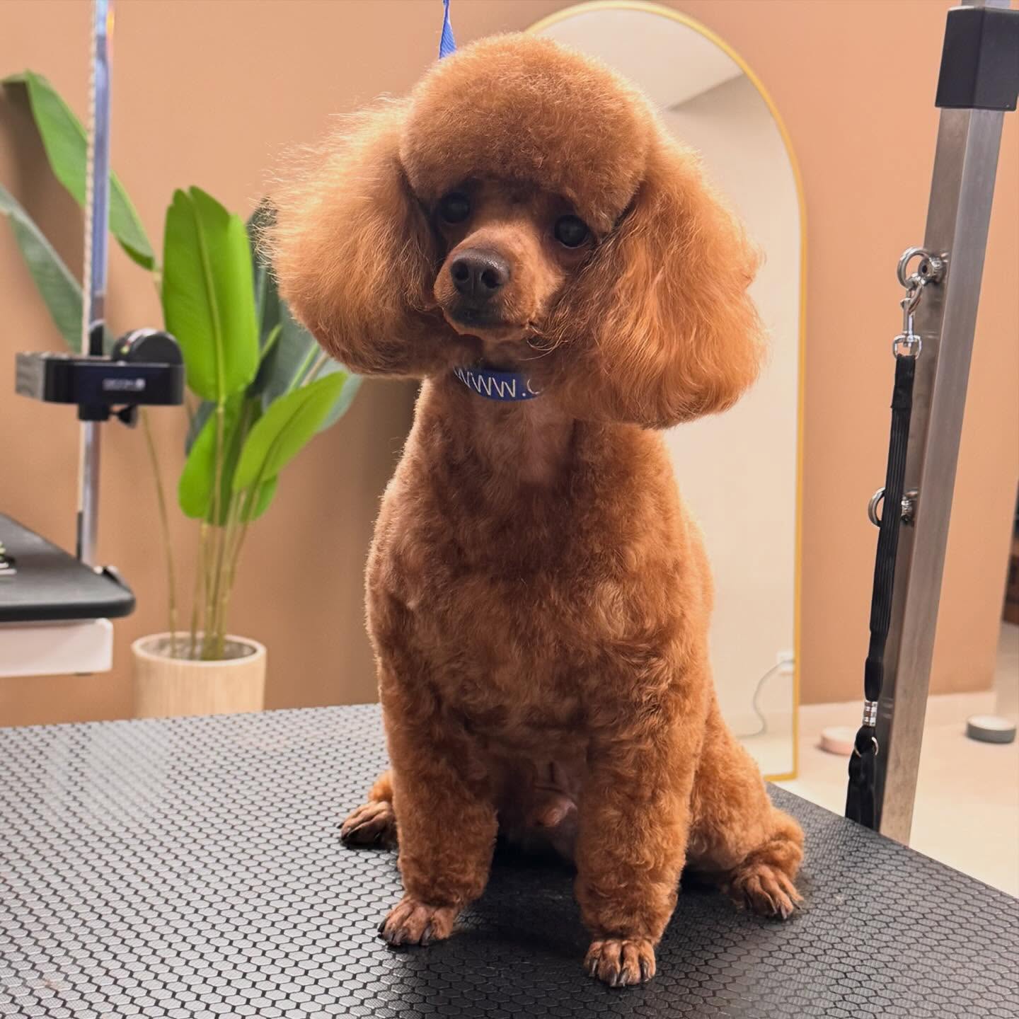 Hond bij Merlin Pet Grooming Salon