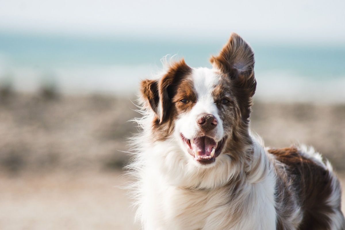 Hond bij Pootjes & Poets Amsterdam