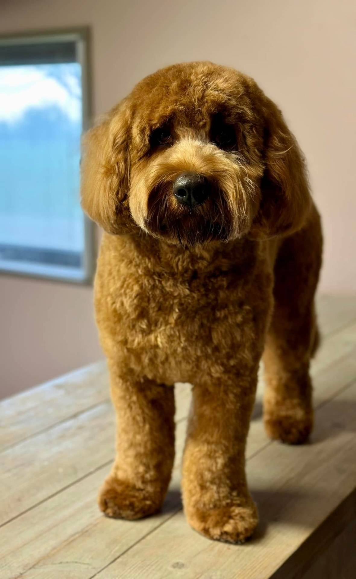 Hond bij Trimsalon Anne